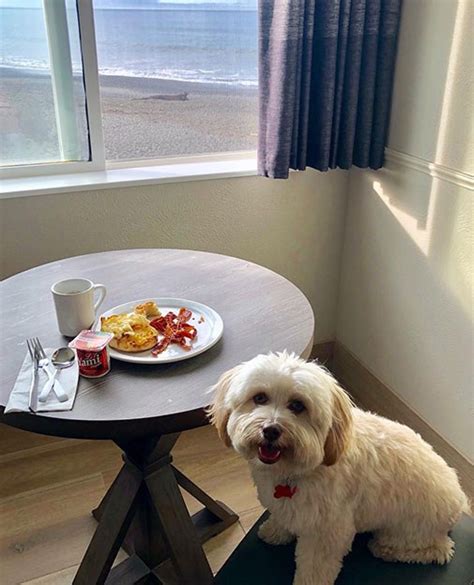 brookings oregon hotels pet friendly|THE 10 BEST Brookings Pet Friendly Hotels